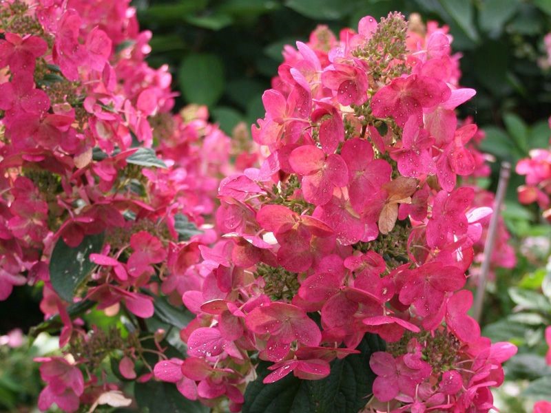 Hydrangea paniculata "Mega Mindy"